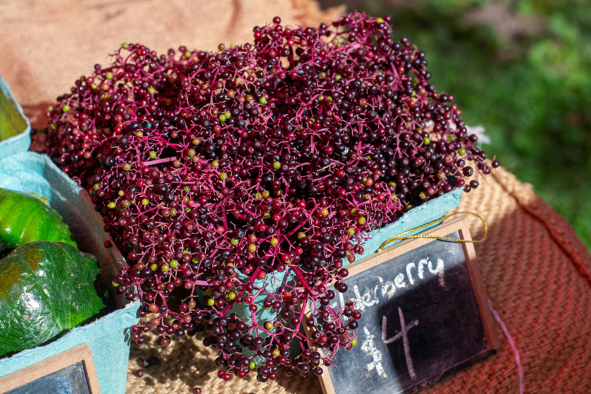 How Does Elderberry Work