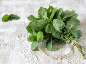 Growing Peppermint for Tea and Mojitos